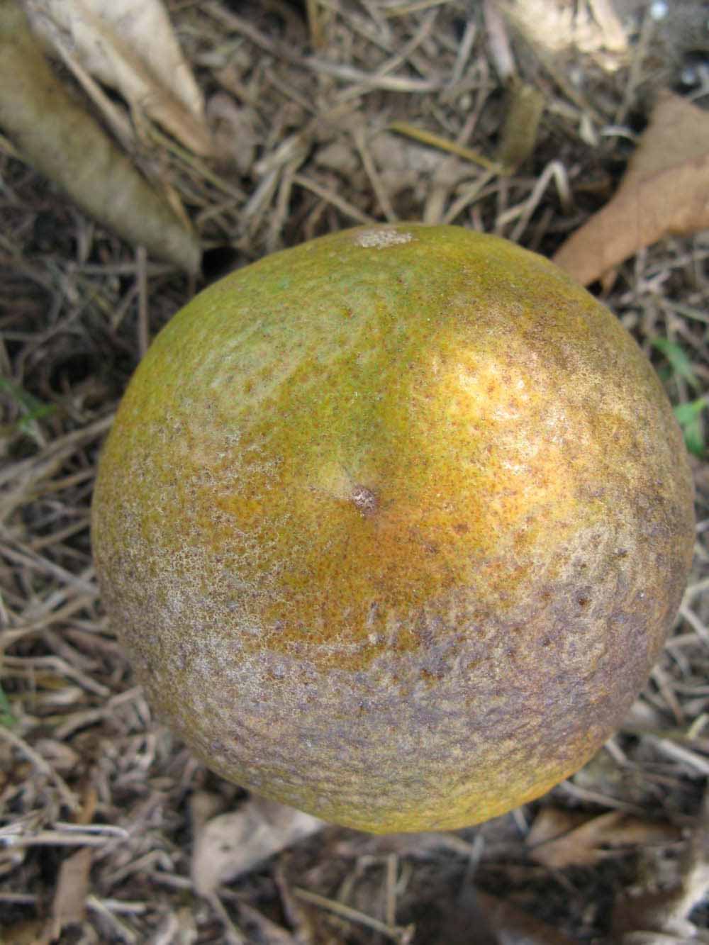            Fruit (Winter Haven, FL)   